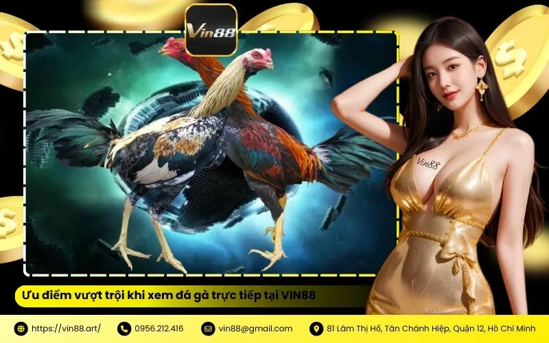 Ưu điểm vượt trội khi xem đá gà trực tiếp tại VIN88